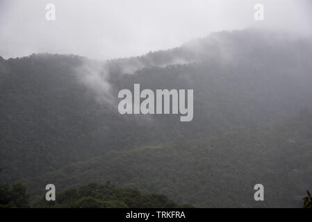 Subtropicale foresta di pioggia copre il versante occidentale delle Ande a 2200 metri di altezza Bellavista Lodge nella parte superiore della valle Tandayapa in Ecuador. Foto Stock