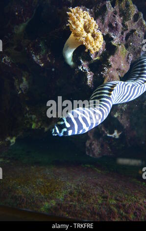 Moray Eel con la bocca aperta Foto Stock