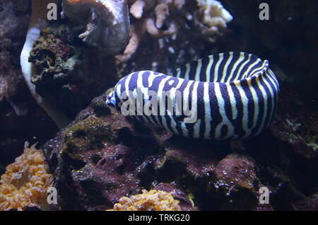 Moray Eel con la bocca aperta Foto Stock