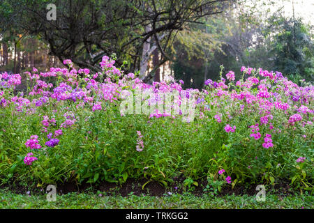 Madagascar pervinca,Vinca fiore nel giardino ornamentale Foto Stock