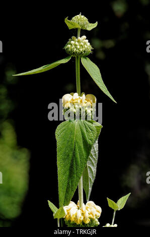 Phlomis Fruticosa Gerusalemme Salvia Foto Stock