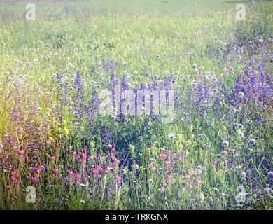 Incantevole campo pieno di belle spontanea e coloratissimi fiori selvatici. Molla di natura sfondo, soft focus e blur Foto Stock