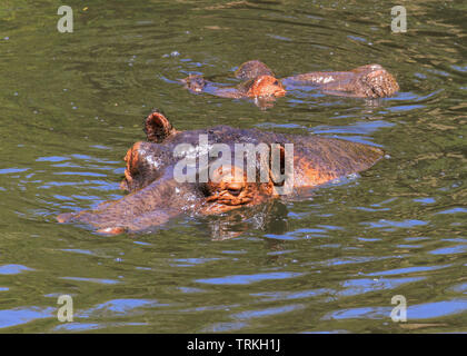 Ippopotamo Hippopotamus amphibius ippopotamo testa sopra l'acqua orecchie pelose sommerso fiume Mara riserva Masai Mara Kenya Africa Orientale pericolose per gli esseri umani Foto Stock