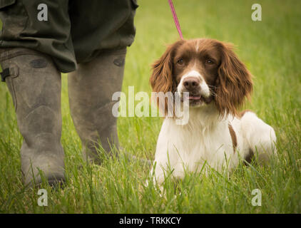 English Springer Spaniel cane sdraiato in un campo dai suoi proprietari stivali da pioggia Foto Stock