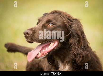 Fegato o cioccolato inglese lavoro Cocker Spaniel guardando il suo proprietario con un aspetto impertinente Foto Stock