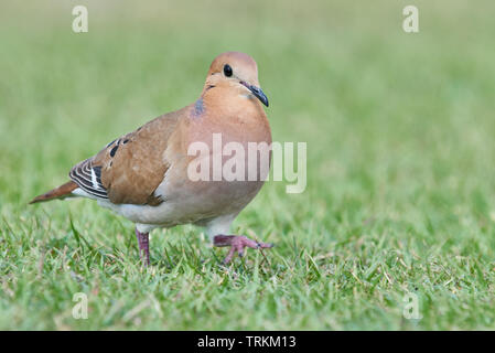 Küstentaube, Küstentaube, Liebestaube, Zenaida aurita, Trauertaube, Taube, Vogel, Vögel,Vögel, Bird, Columbidi, zenaida colomba , pigeon, Foto Stock