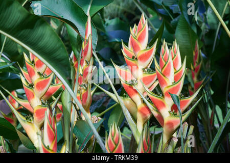 Helikonien , (Heliconia), Hummerscheren, Falsche Paradiesvogelblumen, Helikoniengewächse, Heliconiaceae, Heliconia Caribaea, Foto Stock