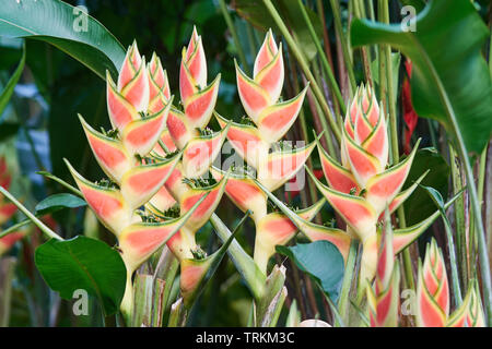 Helikonien , (Heliconia), Hummerscheren, Falsche Paradiesvogelblumen, Helikoniengewächse, Heliconiaceae, Heliconia Caribaea, Foto Stock