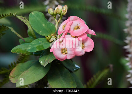 Christusdorn, Euphorbia milii, la corona di spine, impianto di Cristo, Cristo thorn, Blume,Blüte,Bluete,blossom,fiore, Foto Stock