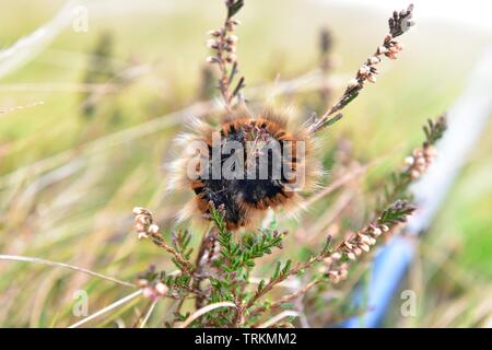 La crema-spot Tiger moth caterpillar Foto Stock