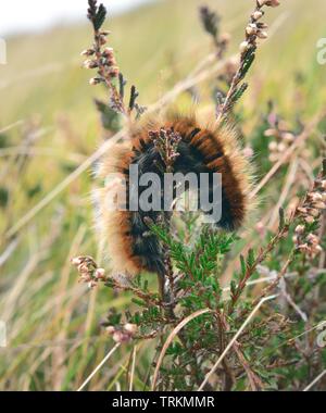 La crema-spot Tiger moth caterpillar Foto Stock