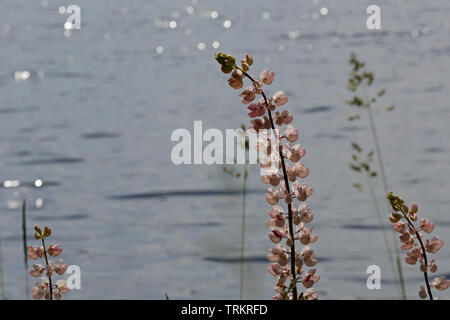 Bella rosa lupin blooming su un lago in una giornata di sole Foto Stock