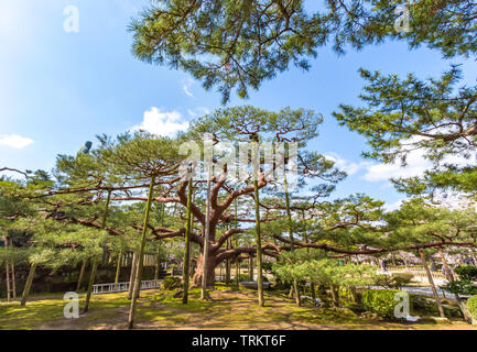 Magnifici alberi di pino con supporti in legno e fiori di ciliegio, nel giardino Kenrokuen, Kanazawa, Ishikawa Prefettura, Giappone. Kenrokuen è uno dei Foto Stock