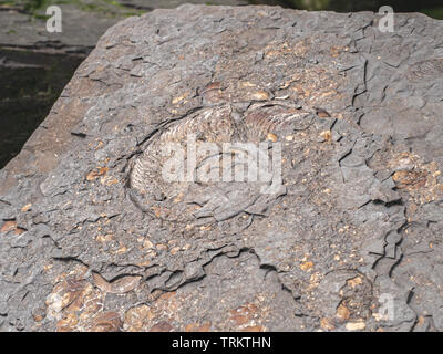 Ammonite fossilizzata sul Sandsend Foreshore nel North Yorkshire la spiaggia rocciosa è popolare tra i cacciatori di fossili, i turisti e i vacanzieri Foto Stock