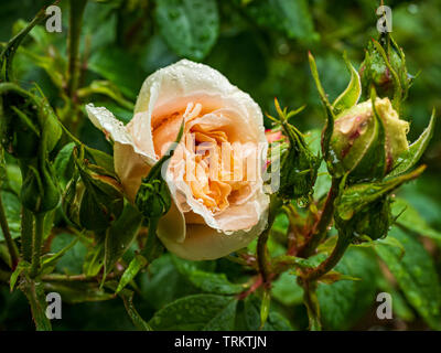 Champagne rose sotto la pioggia Foto Stock