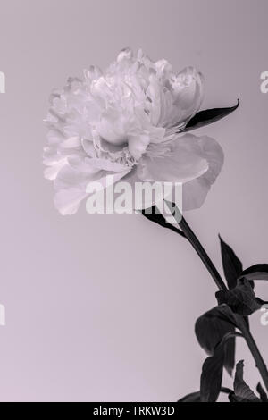 Un singolo doppio Peonia fiore con foglie che mostra i suoi dettagli fini contro uno sfondo bianco