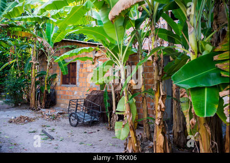 Vista tranquilla del brasiliano rurale villaggio di campagna con alberi di banane fodera a Sandy Lane a Bahia, Brasile Foto Stock