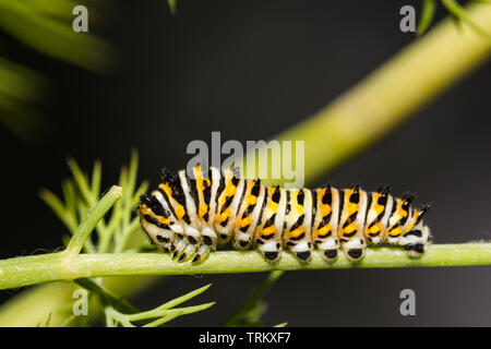 Nero a coda di rondine (Caterpillar Papilio polyxenes) Foto Stock