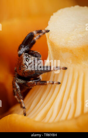 Chanterelle sono fra i più comunemente mangiato specie di funghi selvatici. Essi sono di colore arancione, giallo o bianco, carnosi e a forma di imbuto Foto Stock