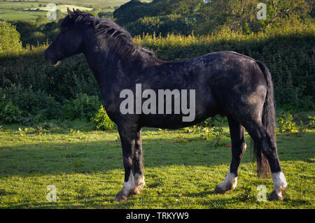 Un molto fangoso dalla laminazione black Welsh Cob cavallo di allerta permanente nel suo campo guardando qualcosa nella distanza Foto Stock
