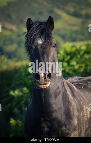 Nero sezione gallese D cob guardando dritto verso la fotocamera, headshots Foto Stock