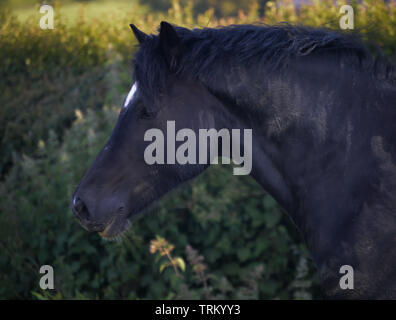 Nero sezione gallese D cob guardando dritto verso la fotocamera, headshots Foto Stock