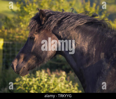 Nero sezione gallese D cob guardando dritto verso la fotocamera, headshots Foto Stock