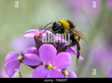 Bee raccogliendo il polline Foto Stock