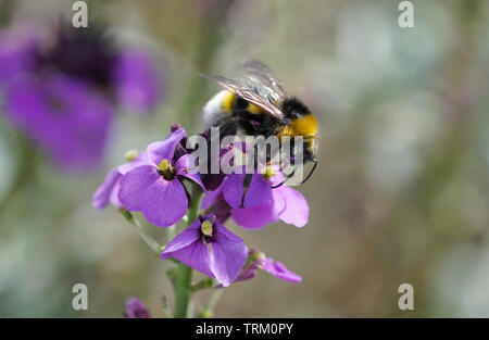 Bee raccogliendo il polline Foto Stock