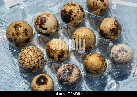 Scatola di 12 uova di quaglia in una custodia di plastica Foto Stock