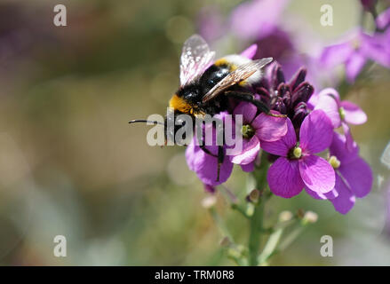 Bee raccogliendo il polline Foto Stock