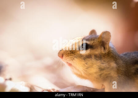 Un chipmunk orientale si sedette a pochi metri dalla fine della mia lente della macchina fotografica mentre ero nascosto in una tuta ghillia al rifugio di Muscatatuck. Foto Stock