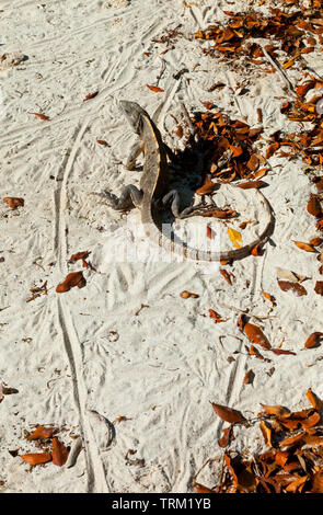 Iguana, Isla Pasión, Isla de Holbox, Estado de Quntana Roo, Península de Yucatán, México Foto Stock