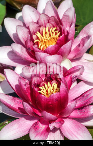 Fiori di apertura, Twins acqua viola fiori giglio Ninfea grandi fiori Foto Stock