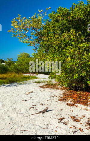 Iguana, Isla Pasión, Isla de Holbox, Estado de Quntana Roo, Península de Yucatán, México Foto Stock