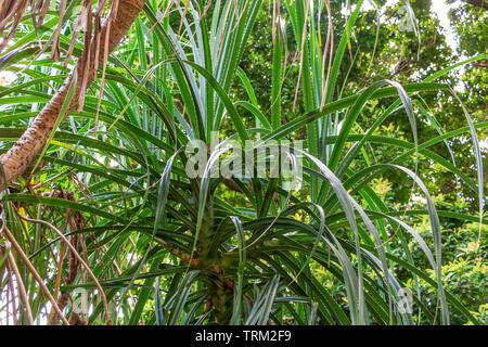 Il tahitiano screwpine a.k.a. hala tree (Pandanus tectorius) foglie - Florida, Stati Uniti d'America Foto Stock