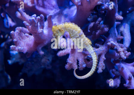 Un cavalluccio marino in una vasca di un acquario. Foto Stock