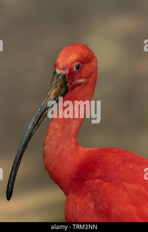Ritratto di un scarlet ibis. Foto Stock