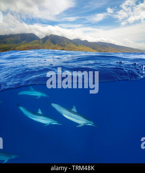 Una vista suddivisa di spinner il Delfino Stenella longirostris, di seguito e l'isola di sopra di Maui, Hawaii. Foto Stock