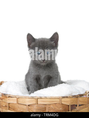 Piccolo grigio gattino seduto sul materasso di pelle di pecora in un marrone cesto tessuto guardando direttamente al visualizzatore. Presentazione verticale isolato su bianco. Foto Stock