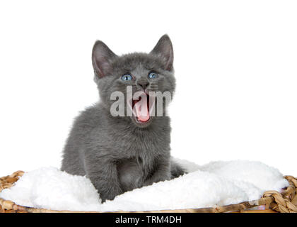 Piccolo grigio gattino seduto sul materasso di pelle di pecora in un marrone cesto tessuto cercando fino ai telespettatori di destra con la bocca aperta. Presentazione verticale isolat Foto Stock