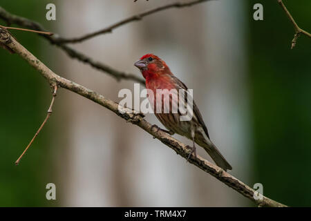 Casa maschio finch appollaiato su un arto Foto Stock