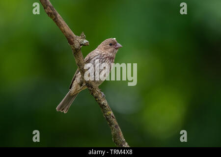 House finch appollaiato su un ramo Foto Stock