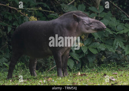 Sud Americana il tapiro (Tapirus terrestris) dalla giungla amazzonica in Ecuador. Fotografato in Yasuni National Park. Foto Stock