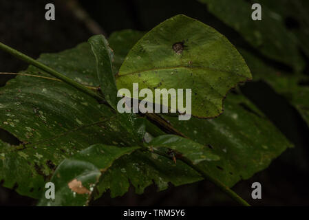 Una foglia mimare katydid posatoi tra il fogliame della foresta amazzonica in Ecuador. Foto Stock