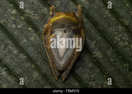 Una mappa treefrog in posizione difensiva noto come unkenreflex o unken reflex. Foto Stock