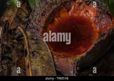 Larva di zanzara in una piccola piscina di acqua che si è accumulata in una frutta caduta sul suolo della foresta. In Yasuni National Park, la foresta pluviale amazzonica. Foto Stock