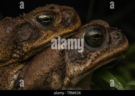 Una coppia di canna rospi (Rhinella marina) in amplexus, una chiusura del proprio le loro facce. Il maschio è in cima e la femmina è inferiore a. Foto Stock