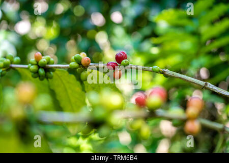 Albero di caffè con bacche mature in agriturismo in tropicale isola di Bali, Indonesia. Close up Foto Stock