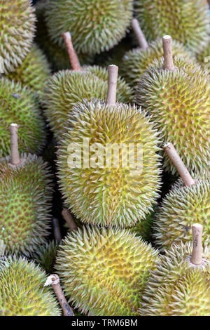 Frutta Durian nel mercato locale, Bali, Indonesia. Close up Foto Stock